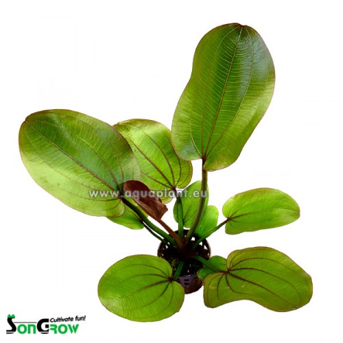 Echinodorus compacta  in pot @